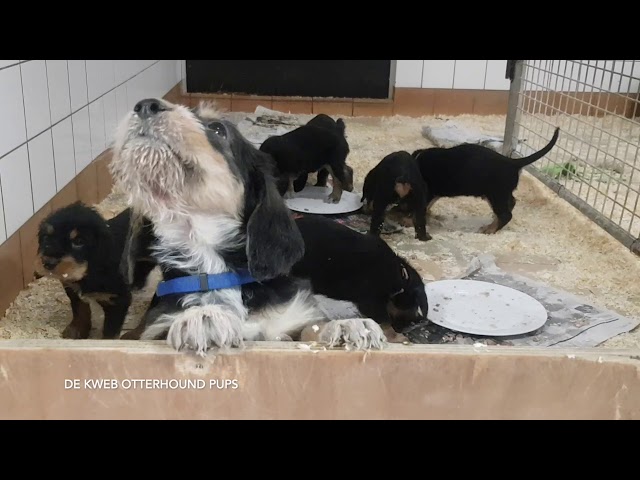 De Kweb Otterhound pups (5 weeks)