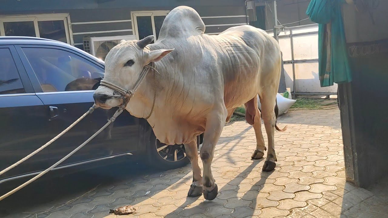 🔥 దీరుడా 🔥.... చివరి గా తీసిన వీడియో.....Dheera  DVR Memorial