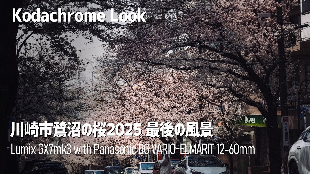 桜花 川崎市鷺沼の桜2025 | LEICA LUMIX GX7mk3(GX9) with Panasonic VARIO