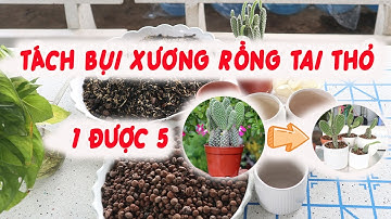 Hướng Dẫn Tách Bụi Xương Rồng Tai Thỏ - Những Sai Lầm Thường Gặp Phải Khi Trồng Và Chăm Sóc