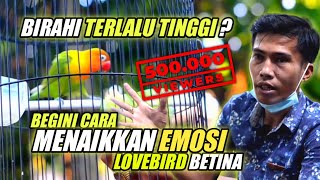 CARA MENAIKKAN EMOSI LOVEBIRD