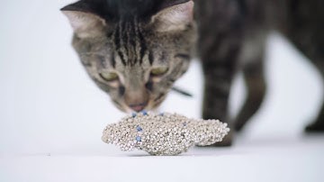 [MorePets] pidan studio Sissi Premium Bentonite Cat Litter