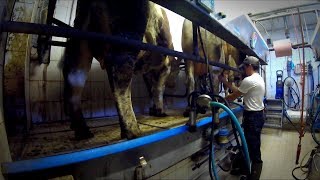 Driving Bales And Milking Cows On A Small Dairy Farm