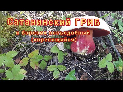 YouTube видео