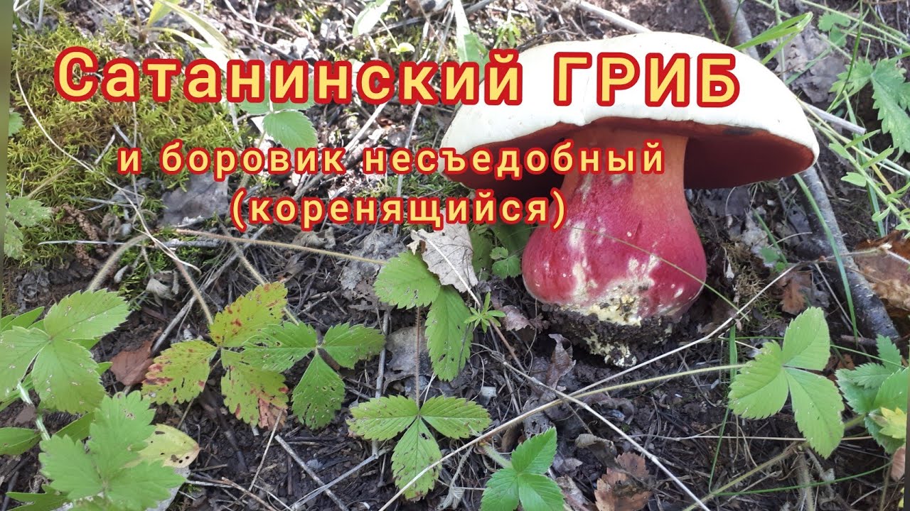 Сатанинский гриб и боровик коренящийся несъедобный