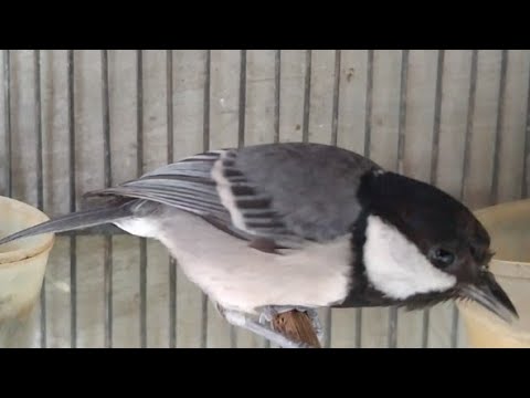 Masteran burung gelatik batu gacor nyocot