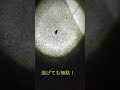ゴキの運命はいかに❗️