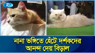 Download lagu চট্টগ্রামে বিড়ালের র্যাম্প শো! | Cat Ramp Show | Rtv News