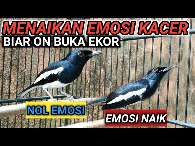 RAWATAN MENAIKAN EMOSI KACER BIAR ON BUKA EKOR FULL MATERI | DR KACER NEW class=