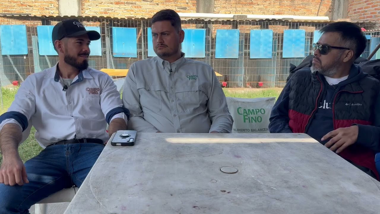 Gallo Fino ( Campo Fino)🐓🌾🌽🫛