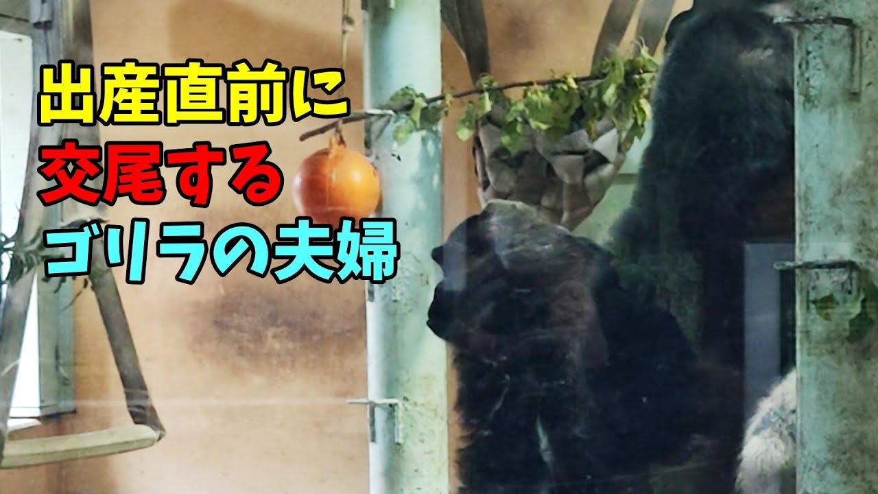 出産直前に交尾するゴリラの夫婦【京都市動物園】