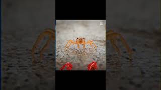 Sea Life Edit Saga S2 #2