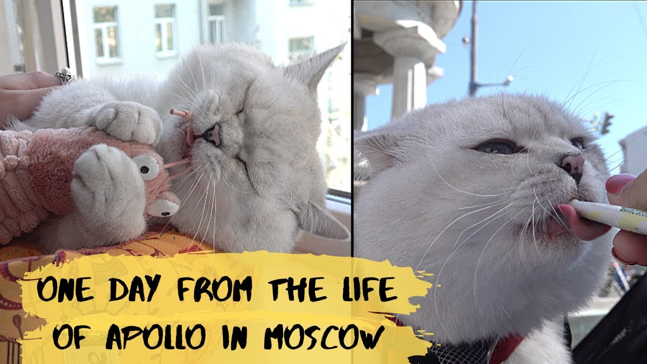 One summer day from the life of Apollo in Moscow