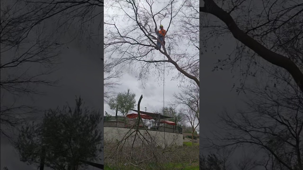 Pura fuerza al escalar este árbol y desgaste físico 
