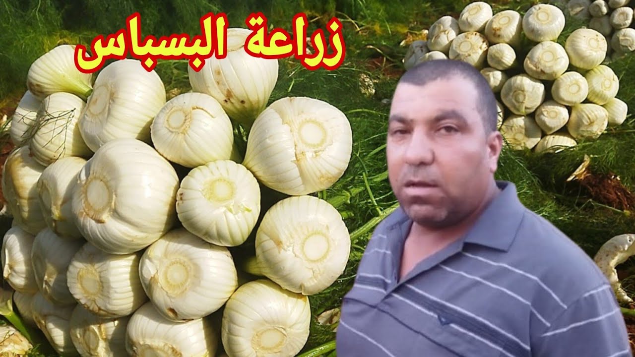 زراعة البسباس في المغرب نصائح ومعلومات هامة بخصوص هذه الزراعة