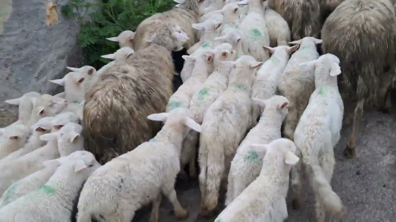 PERIPLO GIARA 20026. FIGU. It's Sardinia. Pastore con gregge