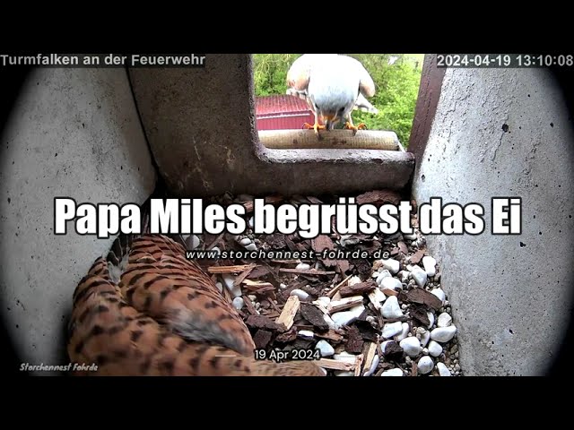 Papa Miles begrüßt das Ei - 19.04.2024