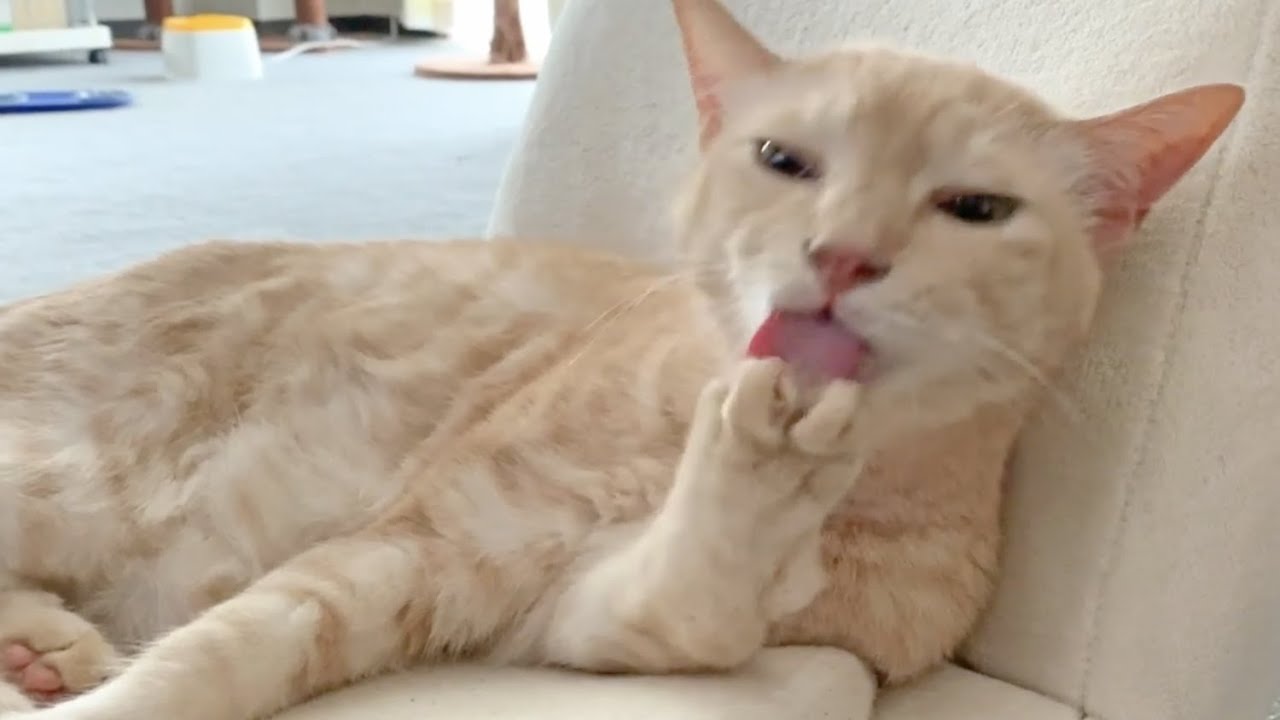 ラブリー 猫 なめる 手 すべての動物の絵 ラブリー 猫 なめる 手 すべての動物の絵