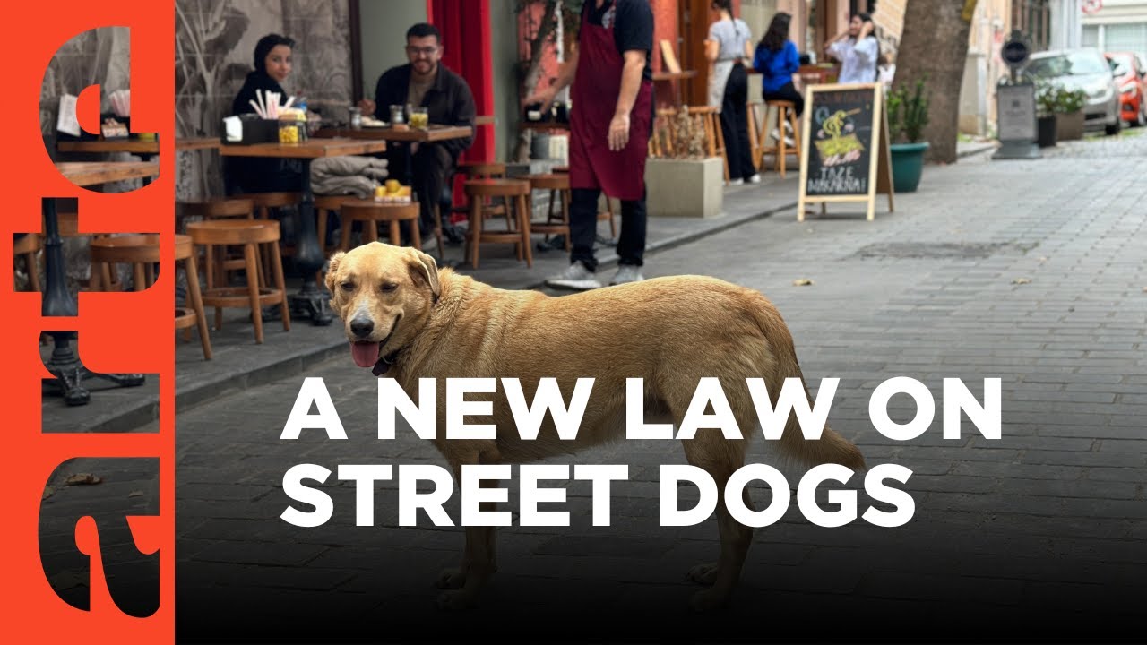 Turkey: Stray Dogs Targeted