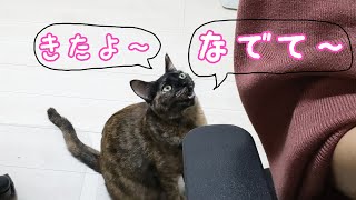 ママに甘えたくて鳴いてアピールするサビ猫が可愛すぎる…