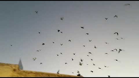 Western wall Jerusalem bird