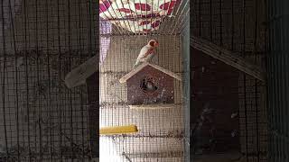 Mutation Finch pair laying five eggs 🥚🥚🥚🥚🥚
