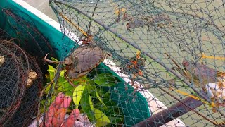 Menarik Bubu Ketam Yang Di Pasang Satu Malam