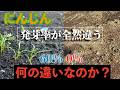 【にんじん】これだけの違いで、発芽率が70%と0%の場所ができました