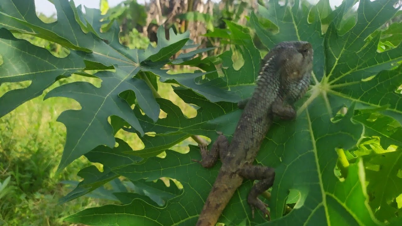 Pertama kali menemukan Londok langka di sini | Londok aneh