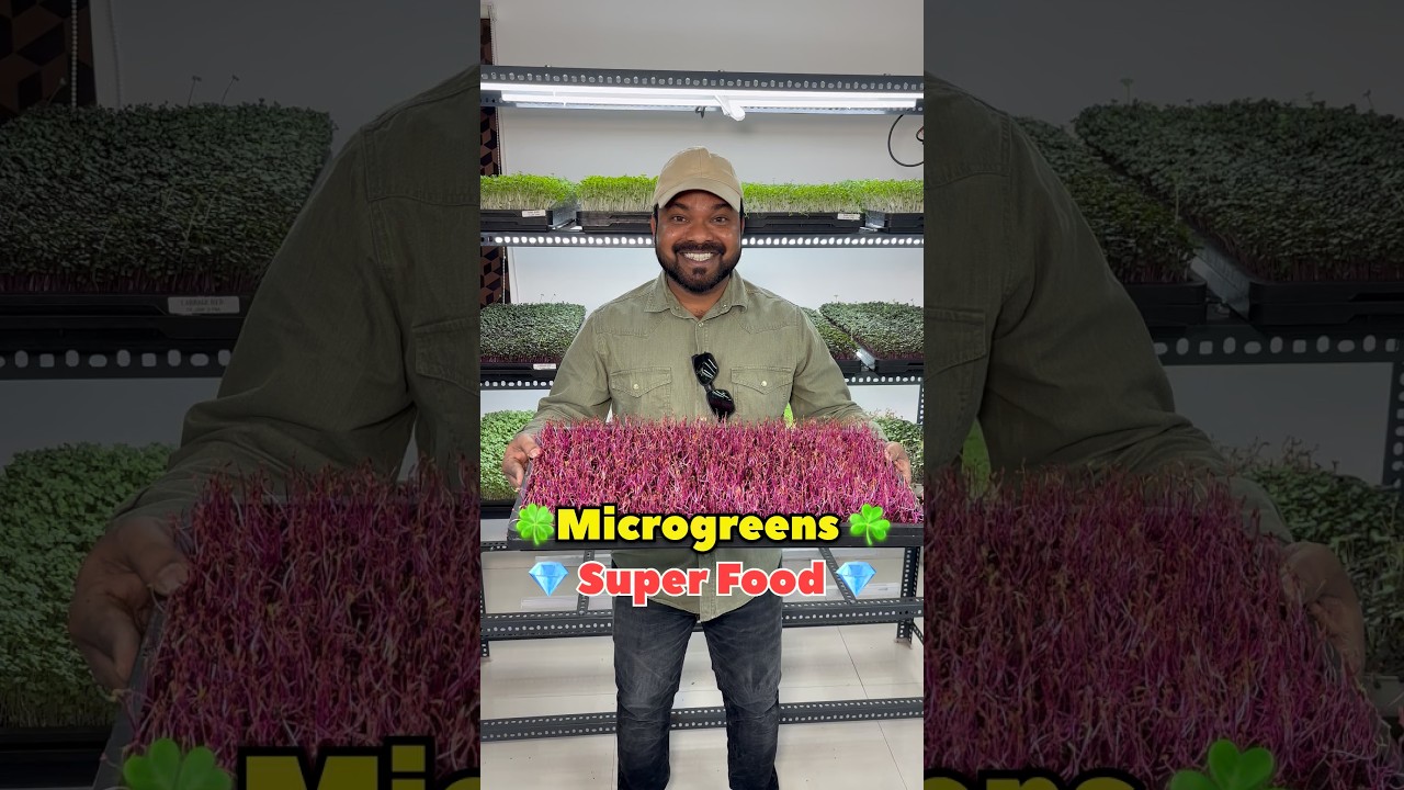 Microgreens in Hyderabad 