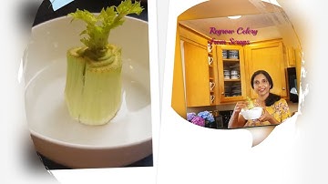 How to Regrow Celery from Scraps #easywaytoregrowcelery #diy #celeryfromcelery