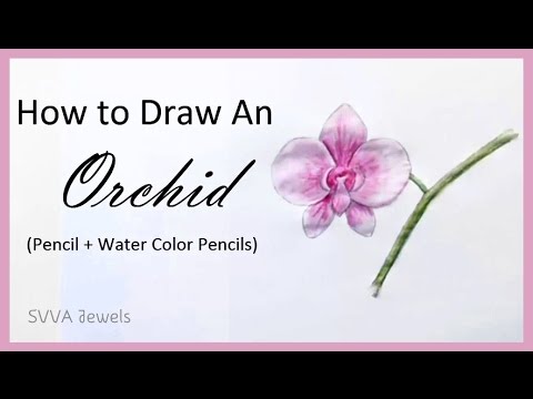 How to Draw an Orchid Flower - YouTube