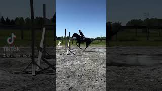 Gridwork on Eddie! #horse #equestrian #hunterjumper #horsejumping #horsejump #jumping #jumpinghorse
