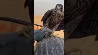 Ki Shikar Karte Short Video