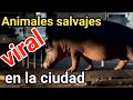 Los animales llegan a las ciudades del mundo entero