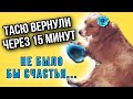 Спаниеля вернули через 15 минут. Мы отдали Тасю в другую семью, смотрите что из этого вышло