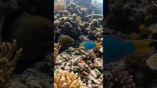 Nassau Bahamas: Moray Eel Ambushes a Parrotfish