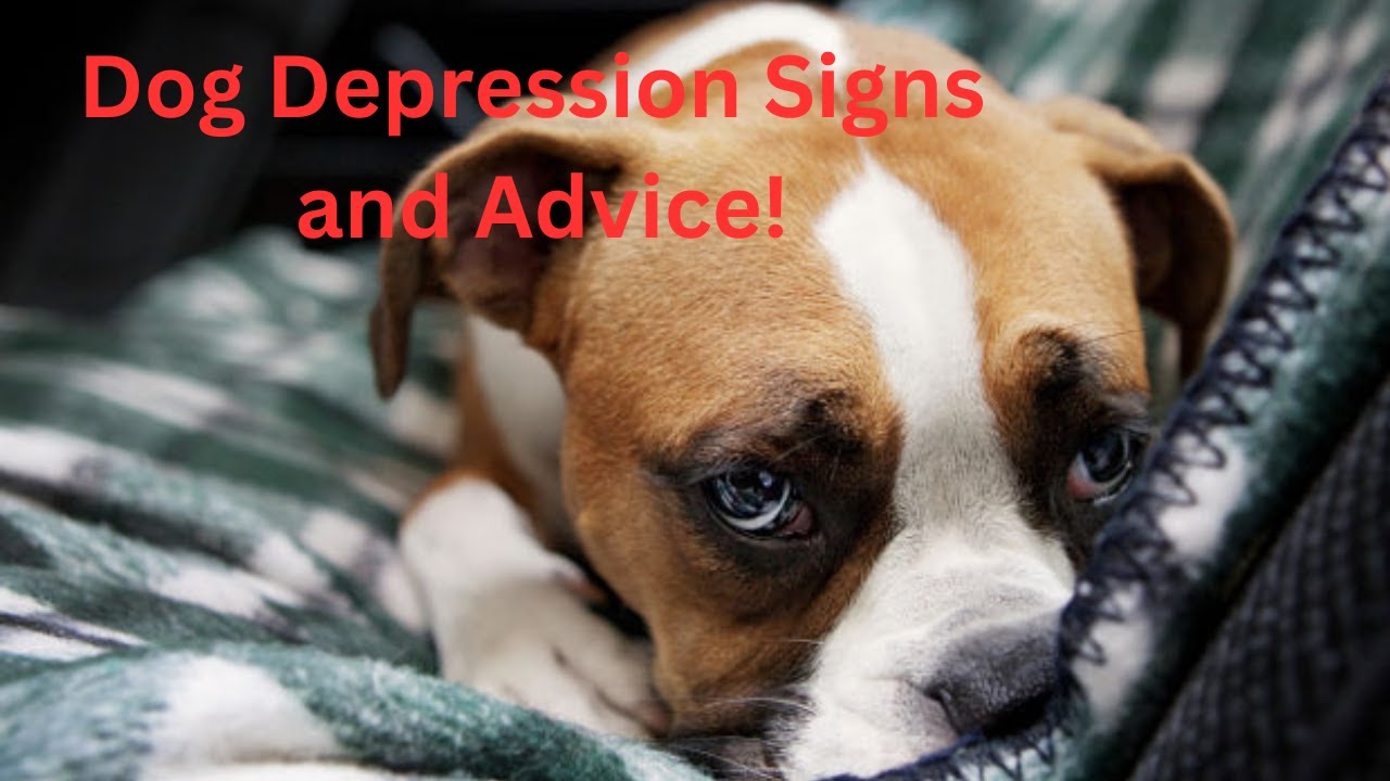 How to Cure Depression in Dogs! Dog Depression Signs and Advice! 