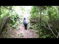 View from above of another bear walking out to the beaver pond.
