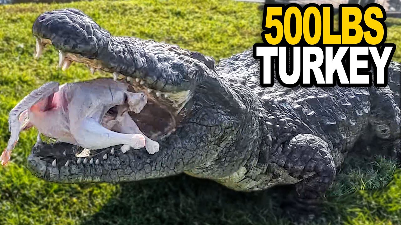 Мы скормили 500 фунтов индеек в День благодарения нашим самым большим аллигаторам и крокодилам!
