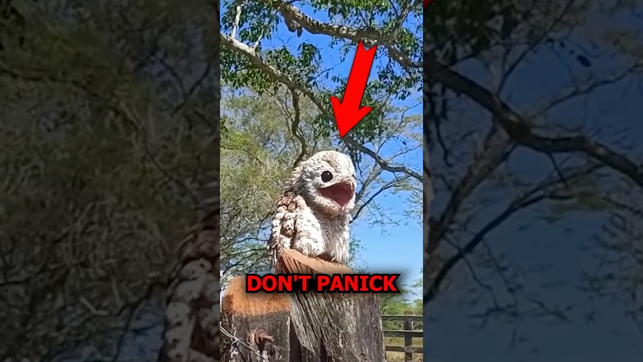 This Bird Has an Incredible Talent You’ve Never Seen Before