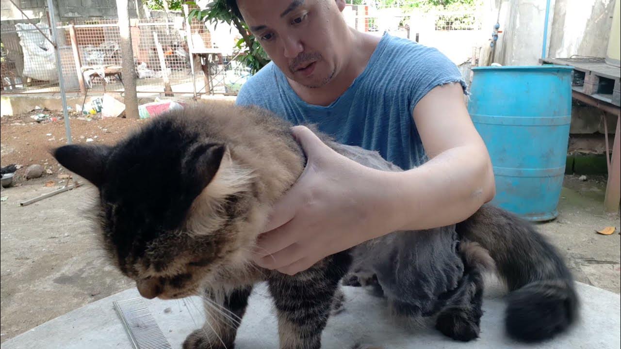 shaving my cat's fur again. YouTube