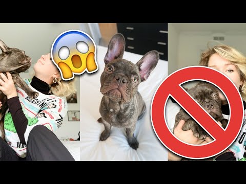 Video: Bisakah Spice Sage Berbahaya untuk Anjing?