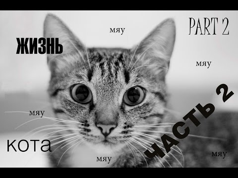 Мяу 17. Мяу. Мяу мяу картинки. Котик мяу. Мяу мяу я котик.