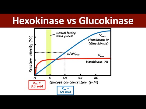 How To Separate Glucokinase And Hexokinase Enzymes - Glucokinase Explains The Capacity