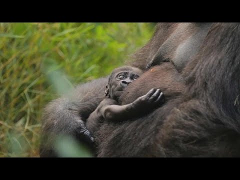 Пополнение в семье даласских горилл