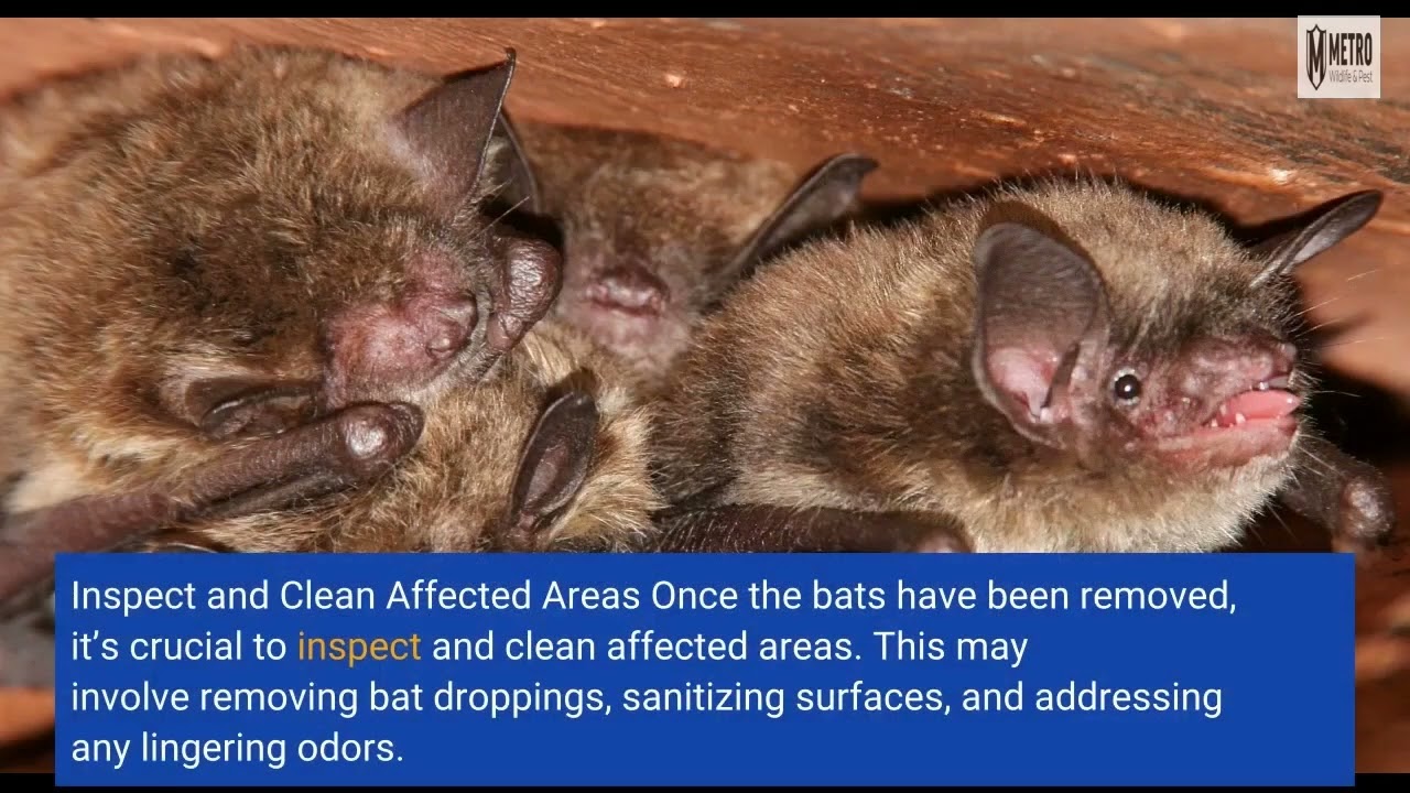 Bat Removal - Metro Wildlife