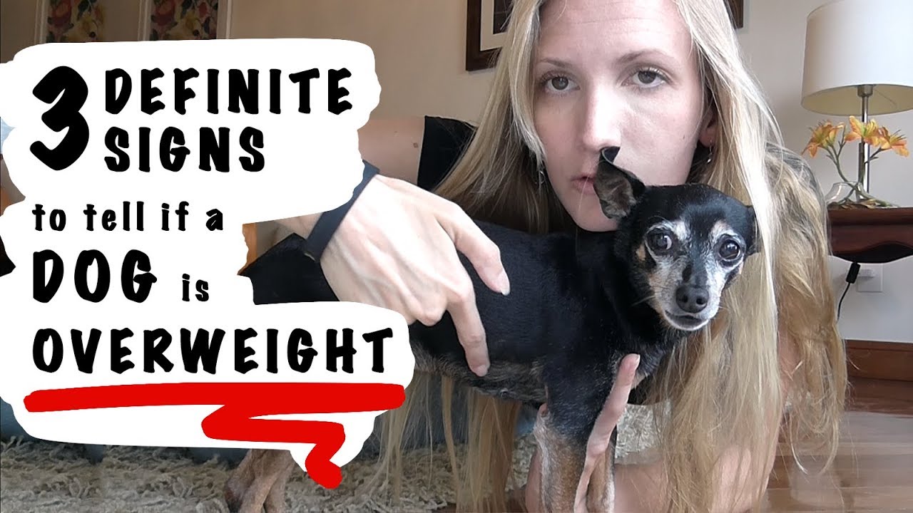 3 Definite Signs A DOG Is OVERWEIGHT YouTube