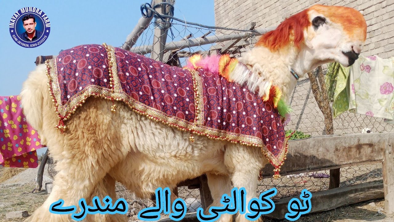 7 January 2026 | Dera Ghazi Khan Mundra market ki new update | goat and sheep market in Pakistan 