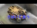 【外来種】アカミミガメは唐揚げにするとスッポンより柔らかくて食べやすい